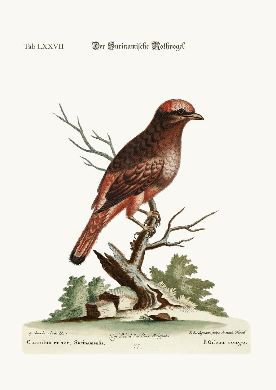 O Pássaro Vermelho do Suriname, 1749-73 de George Edwards