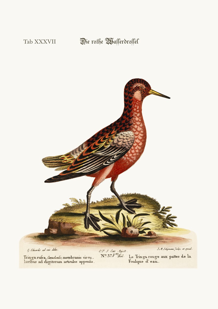 A Tringa Vermelha, 1749-73 de George Edwards
