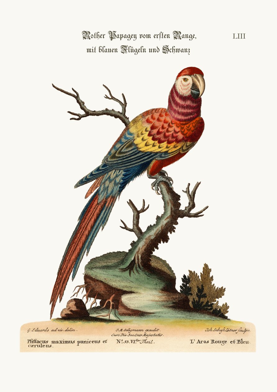 A arara vermelha e azul, 1749-73 de George Edwards
