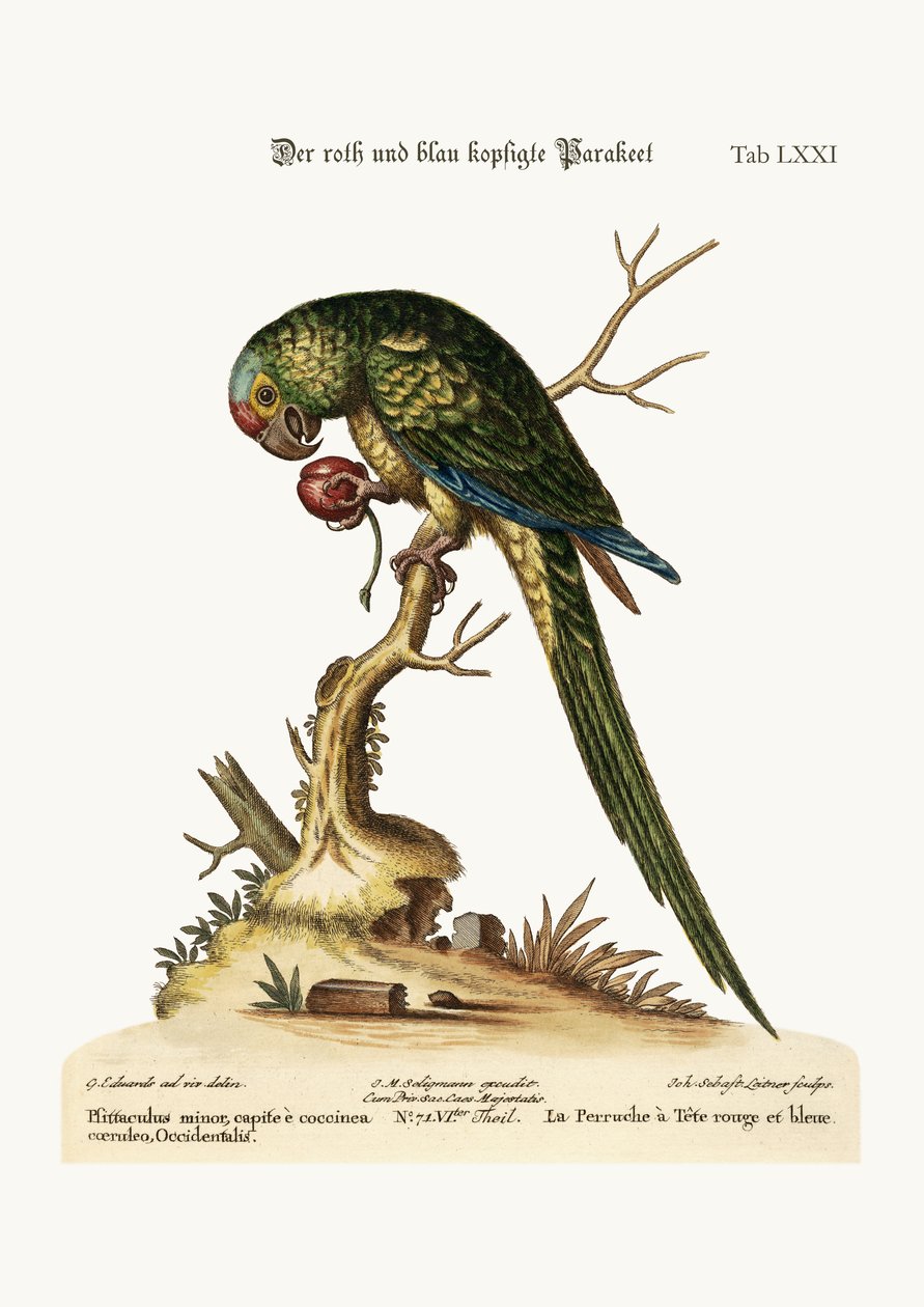 O Parrakeet Vermelho e de Cabeça Azul, 1749-73 de George Edwards