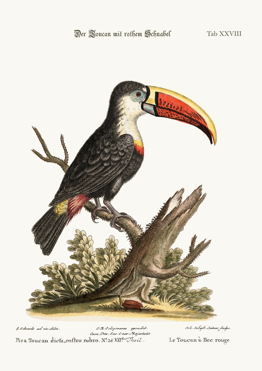 O Tucano-de-bico-vermelho, 1749-73 de George Edwards