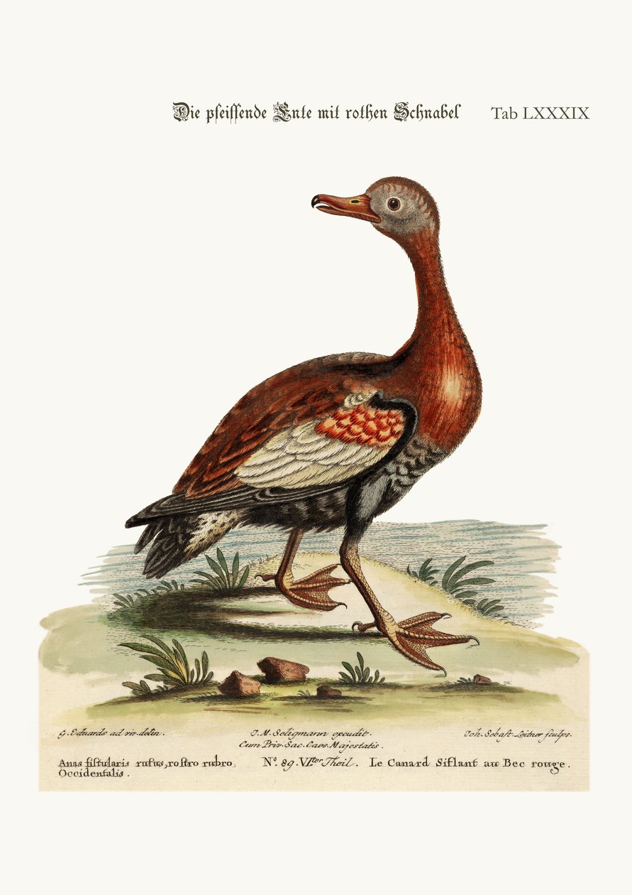 O Pato Assobiador-de-bico-vermelho, 1749-73 de George Edwards
