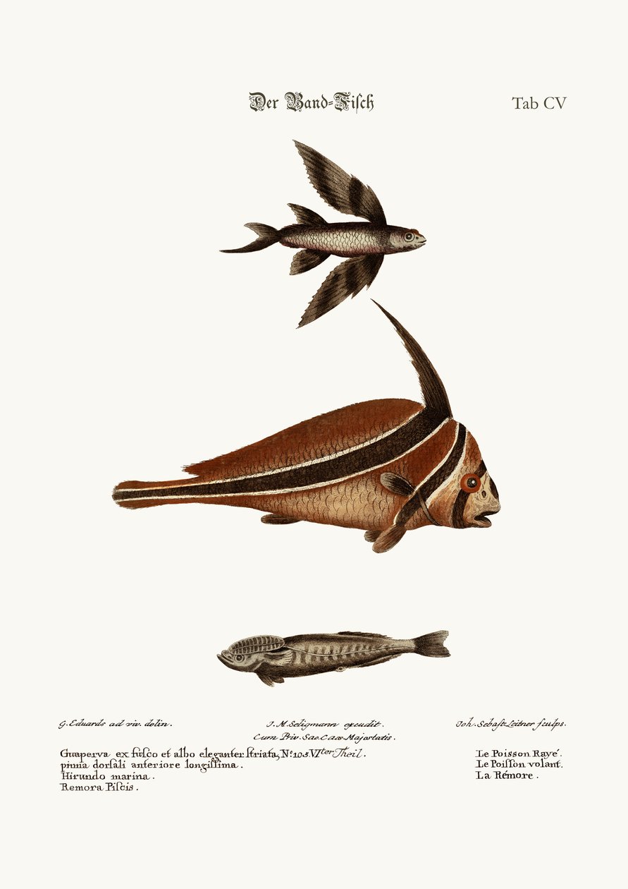 O Peixe Ribband, 1749-73 de George Edwards