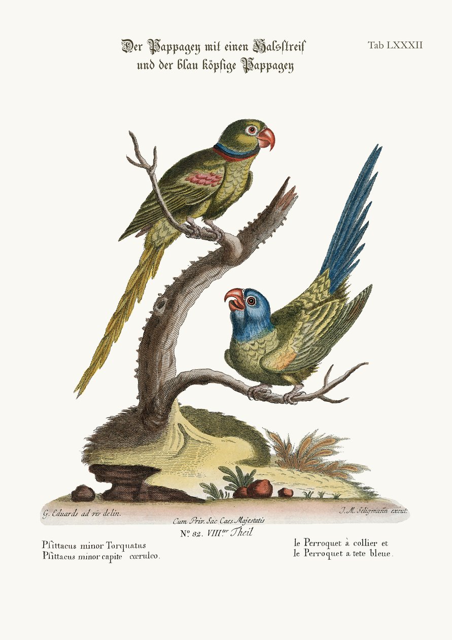 O Parrakeet do Anel e o Parrakeet de Cabeça Azul, 1749-73 de George Edwards