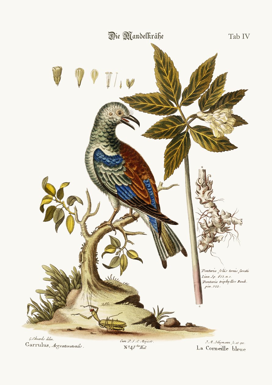 O rolo, 1749-73 de George Edwards