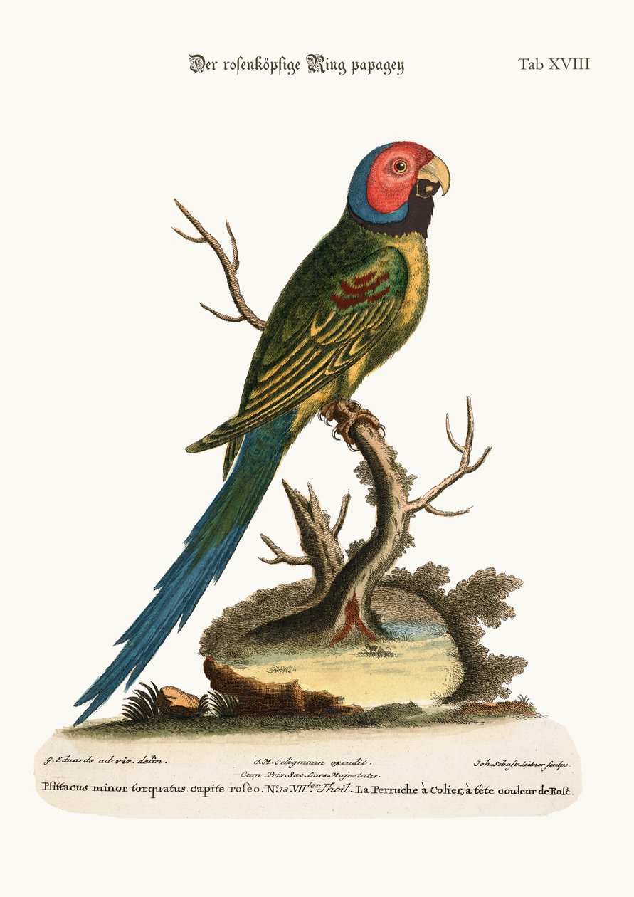 O Parrakeet do Anel de Cabeça Rosa, 1749-73 de George Edwards