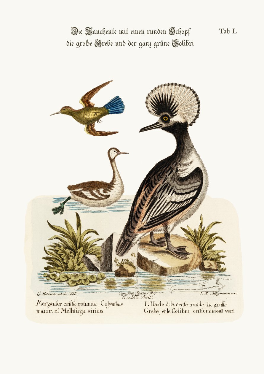 O pato de crista redonda, o Dobchick Maior e o Beija-Flor Verde, 1749-73 de George Edwards