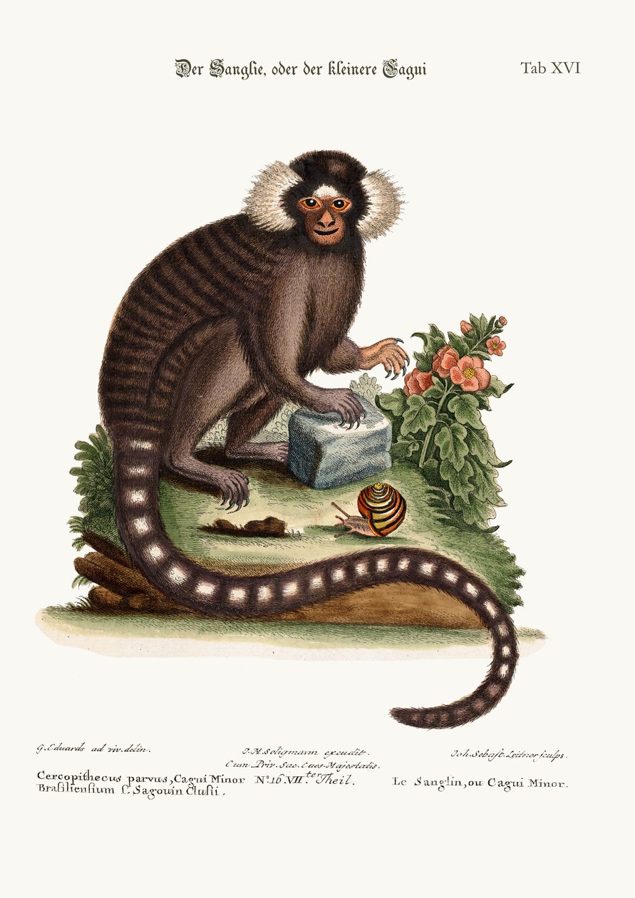 O Sanglin, ou Cagui Menor, 1749-73 de George Edwards