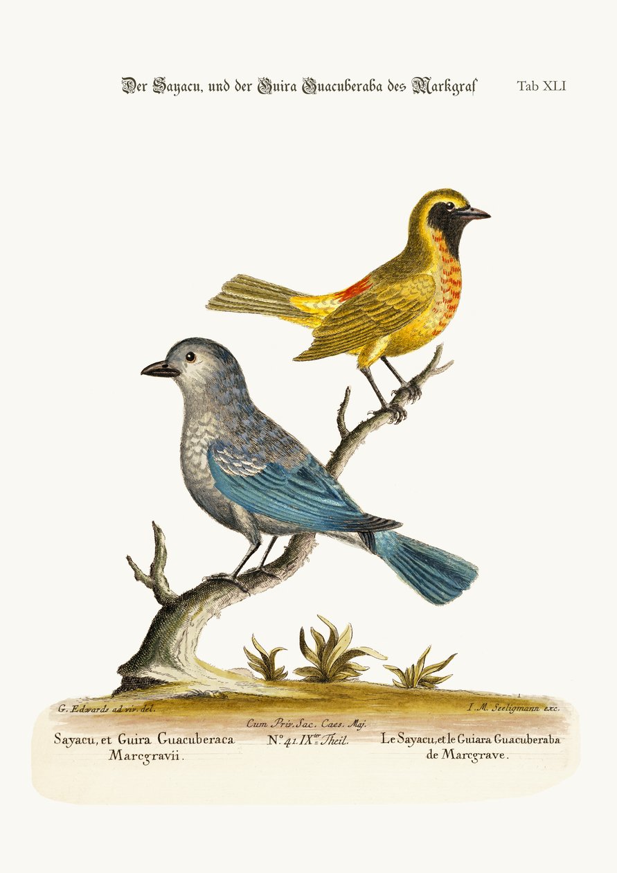 O Sayacu e a Guira Guacuberaba de Marcgrave, 1749-73 de George Edwards