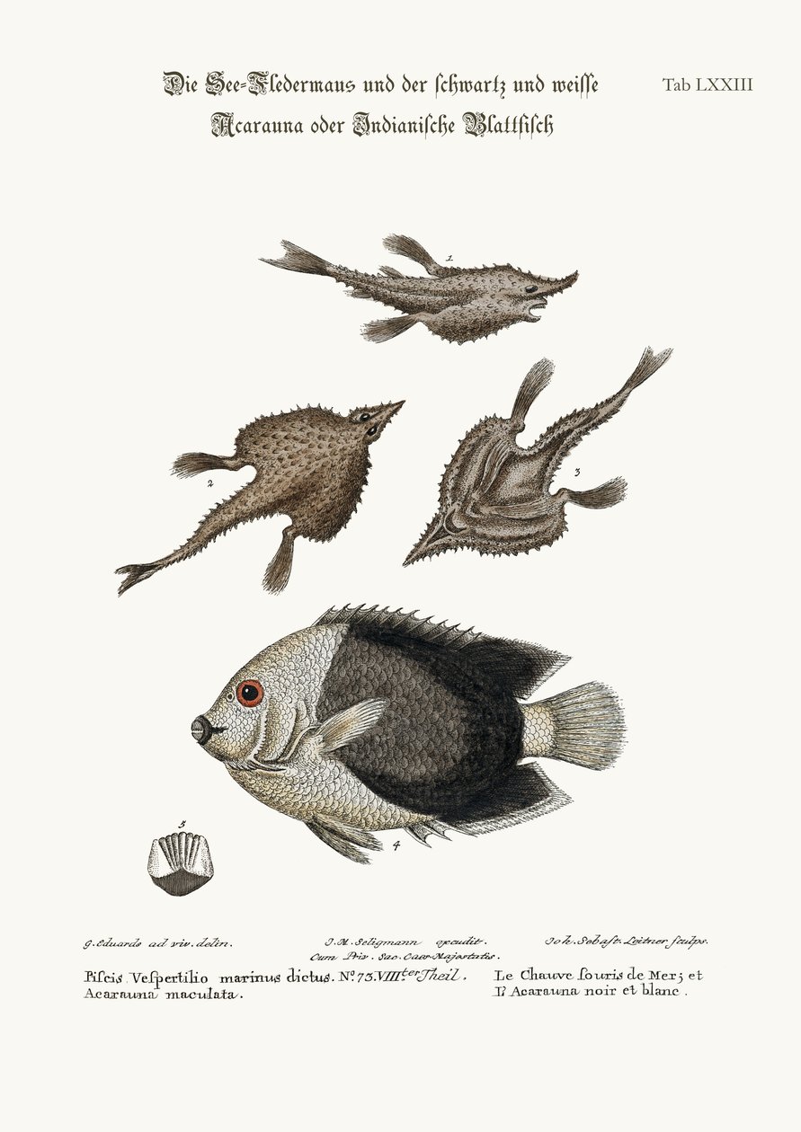 O Sea-Bat e o Pyed Acarauna, 1749-73 de George Edwards