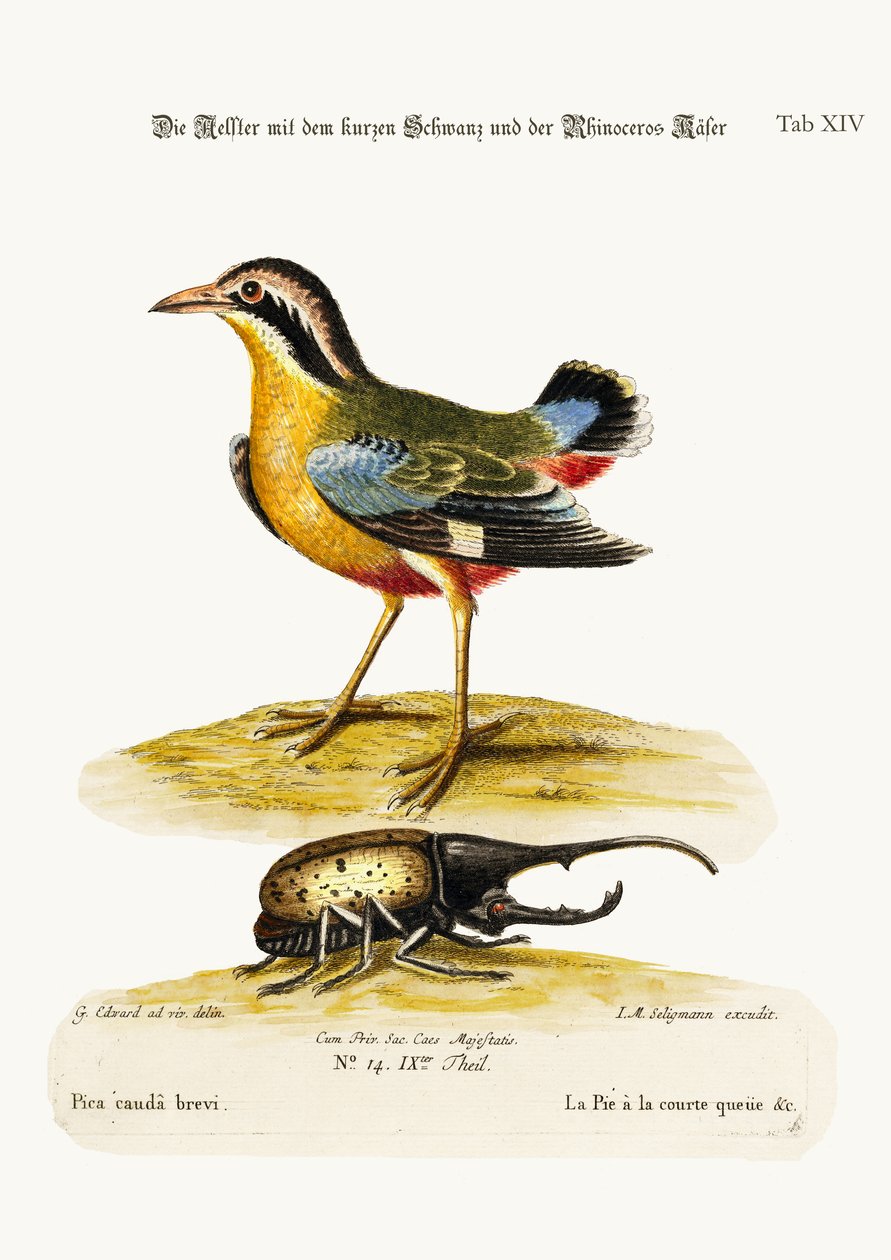 O Pêlo Curto e o Rinoceronte, 1749-73 de George Edwards