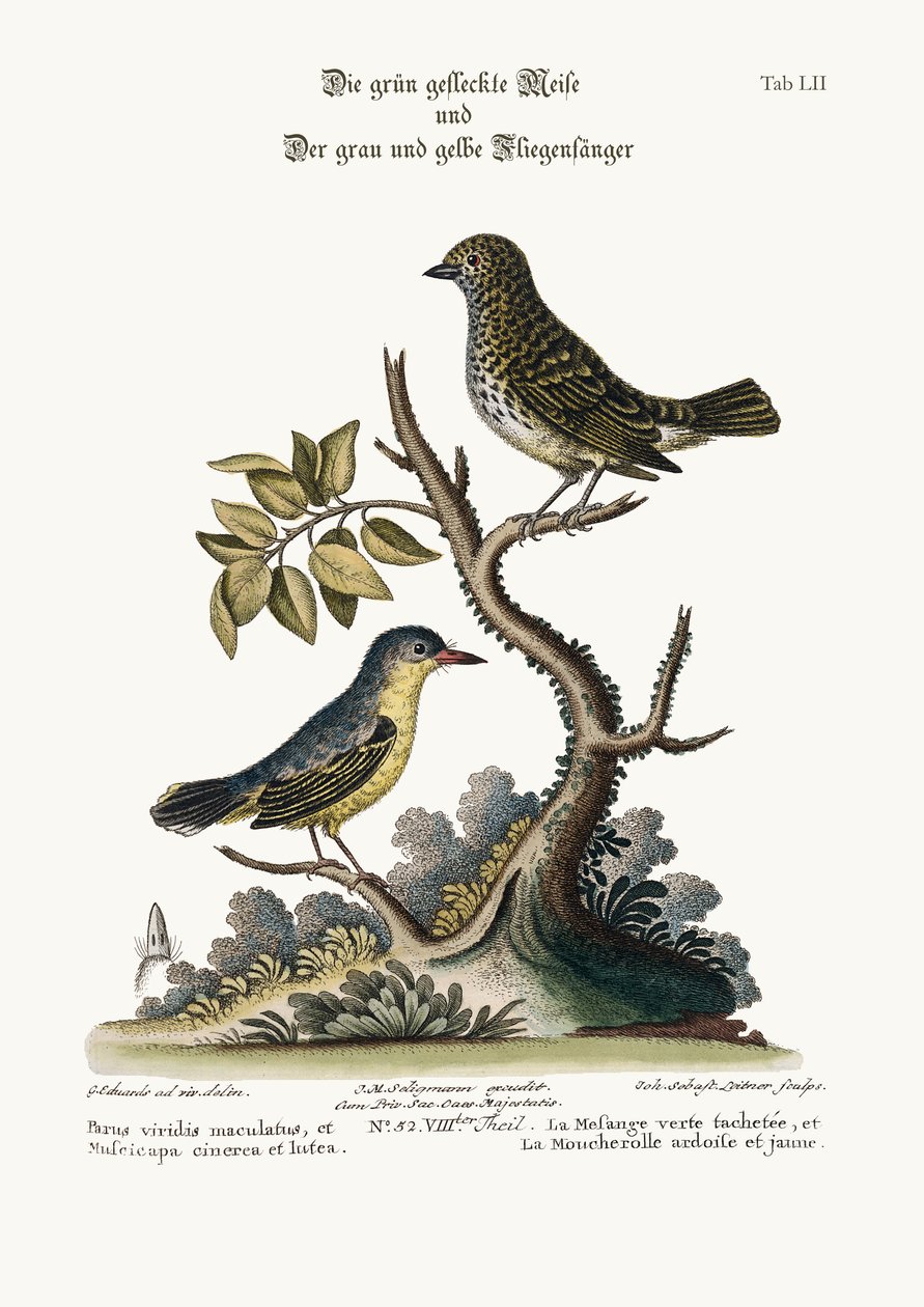 O Teta-Rato Verde Manchado e o Papa-moscas Cinzento e Amarelo, 1749-73 de George Edwards