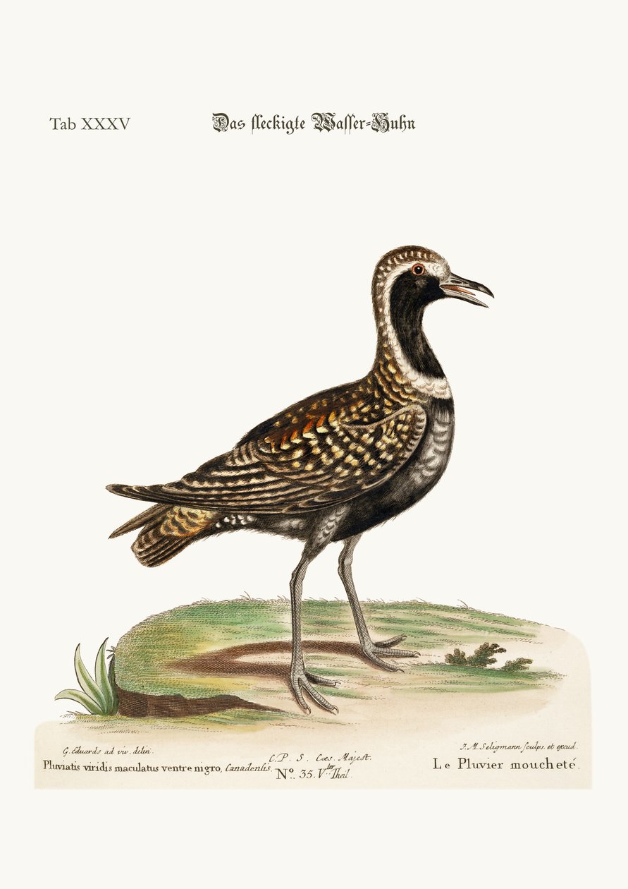 A tarambola manchada, 1749-73 de George Edwards