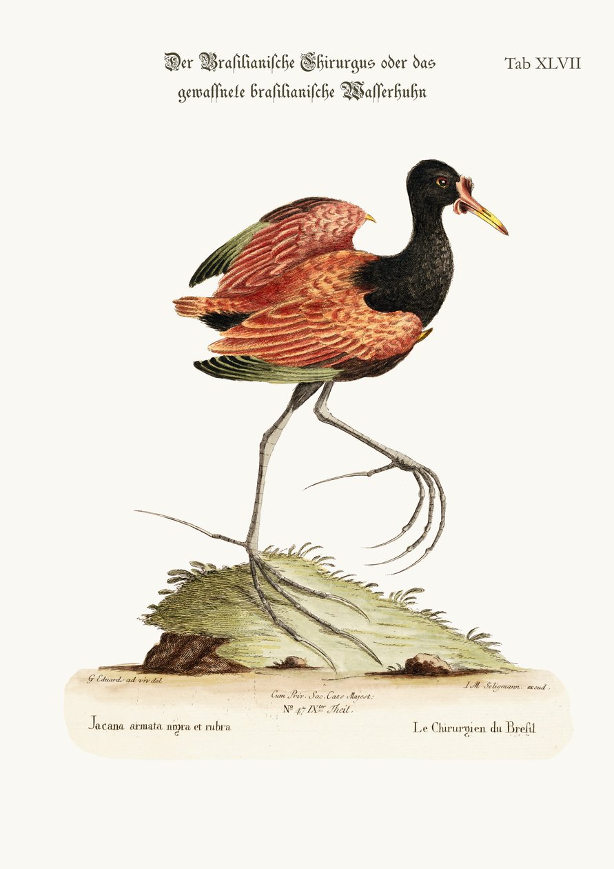 A Galinha-d&39;água Alada do Brasil, 1749-73 de George Edwards