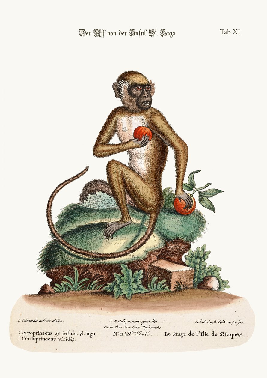 O macaco de St. Jago, 1749-73 de George Edwards