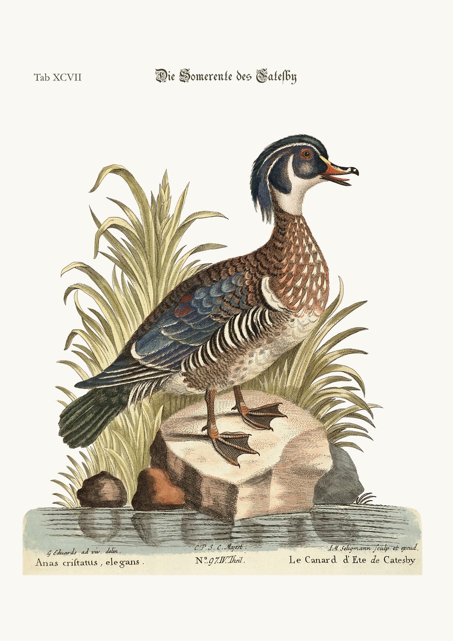 O pato do verão de Catesby, 1749-73 de George Edwards