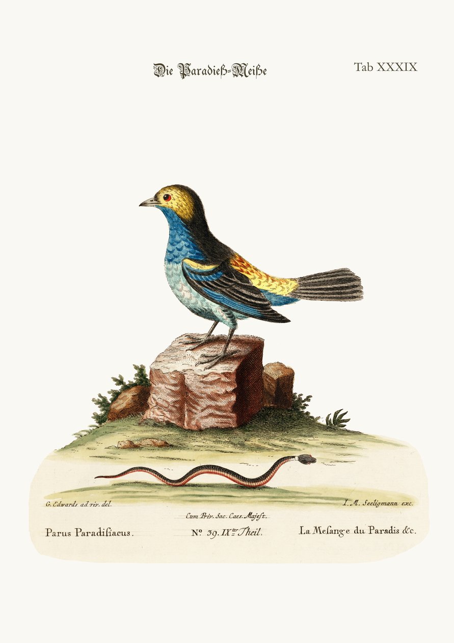 O Teta-rato do Paraíso, 1749-73 de George Edwards