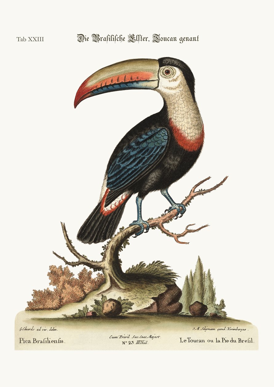 O Tucano ou Pye Brasileiro, 1749-73 de George Edwards