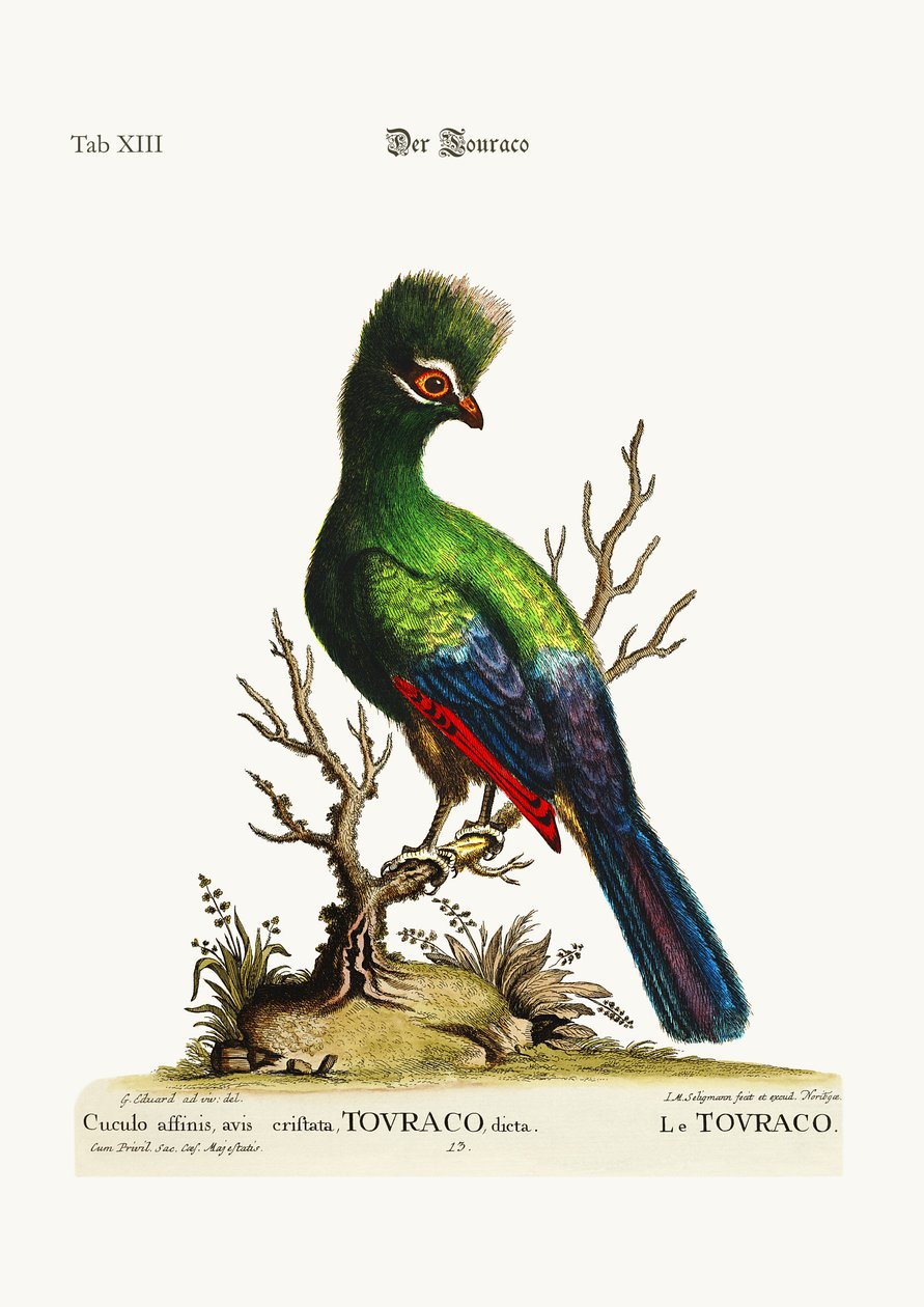 O Touraco, 1749-73 de George Edwards