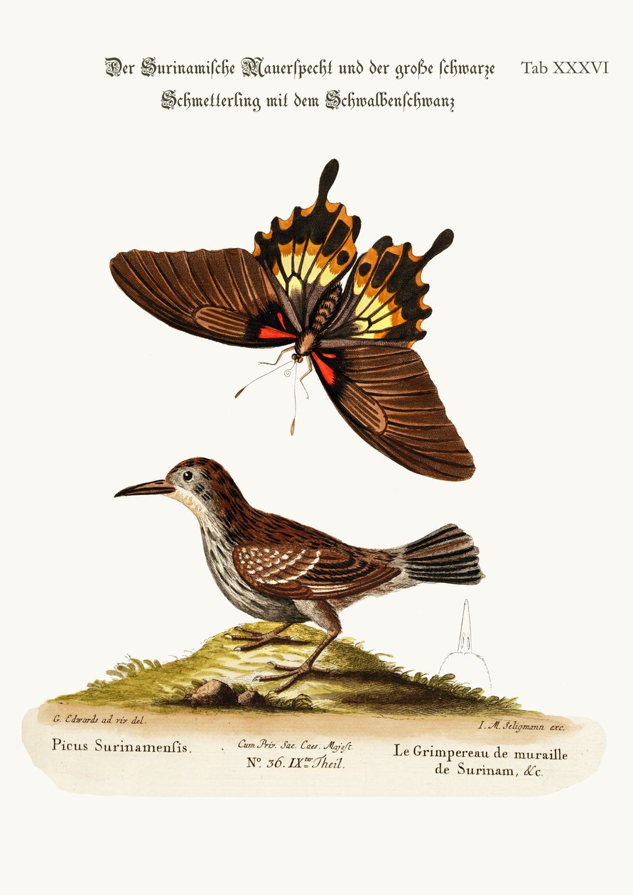 A trepadeira-mural do Suriname e a Grande Borboleta Dusky de Cauda de Andorinha, 1749-73 de George Edwards