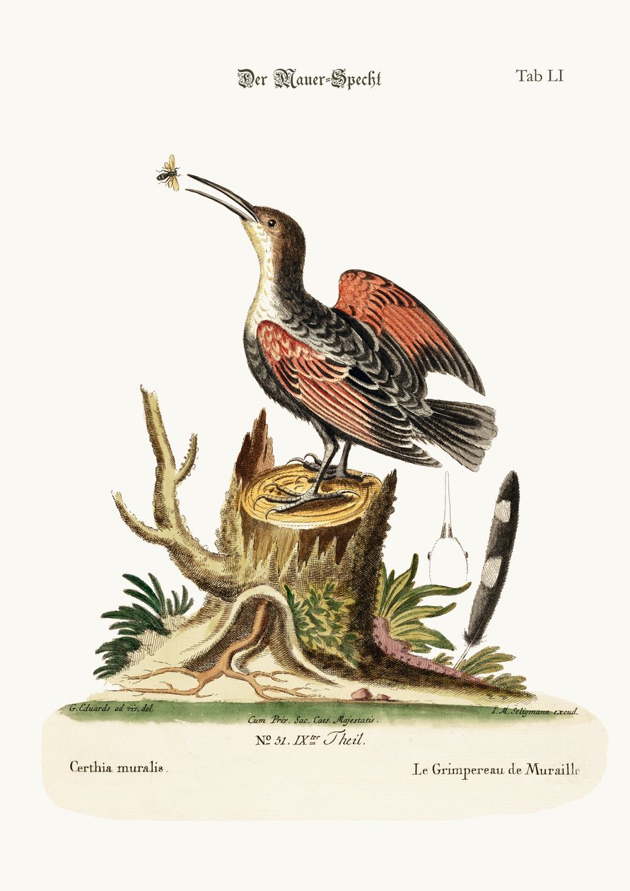 The Wall-creeper, ou Spider-catcher, 1749-73 de George Edwards