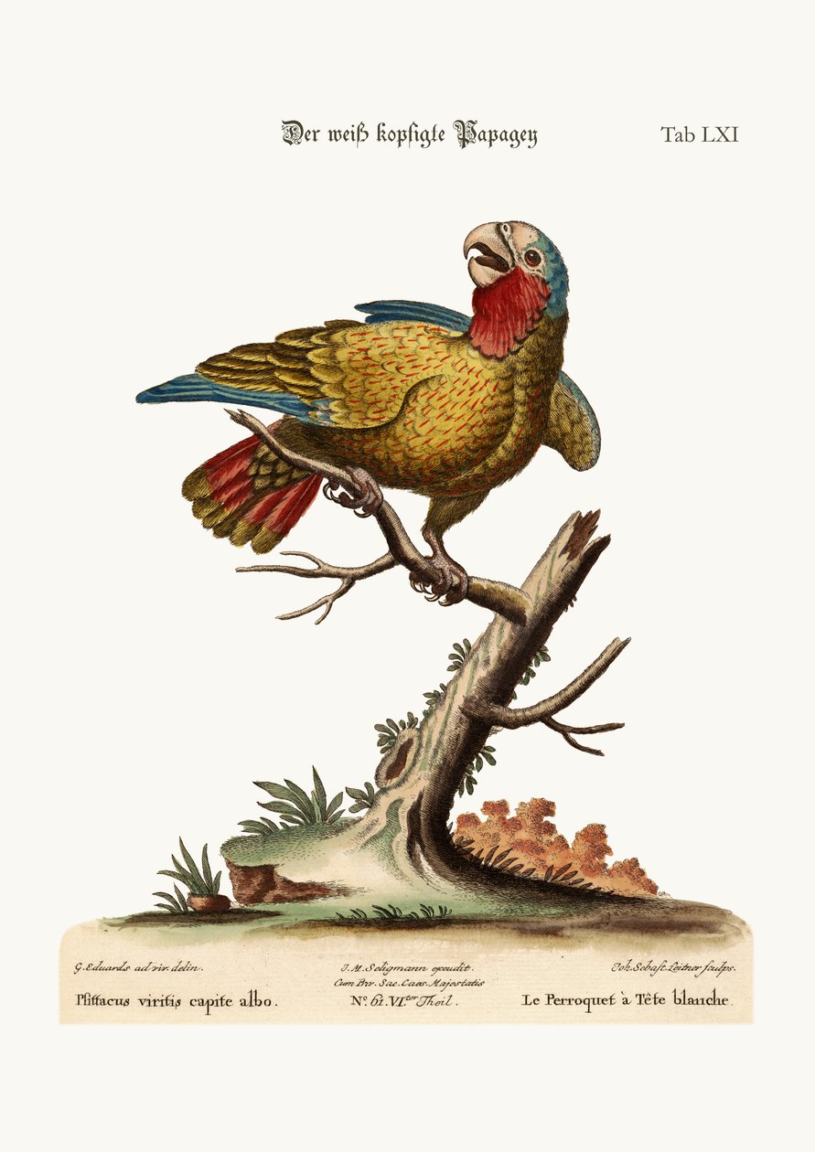 O Papagaio-de-cabeça-branca, 1749-73 de George Edwards