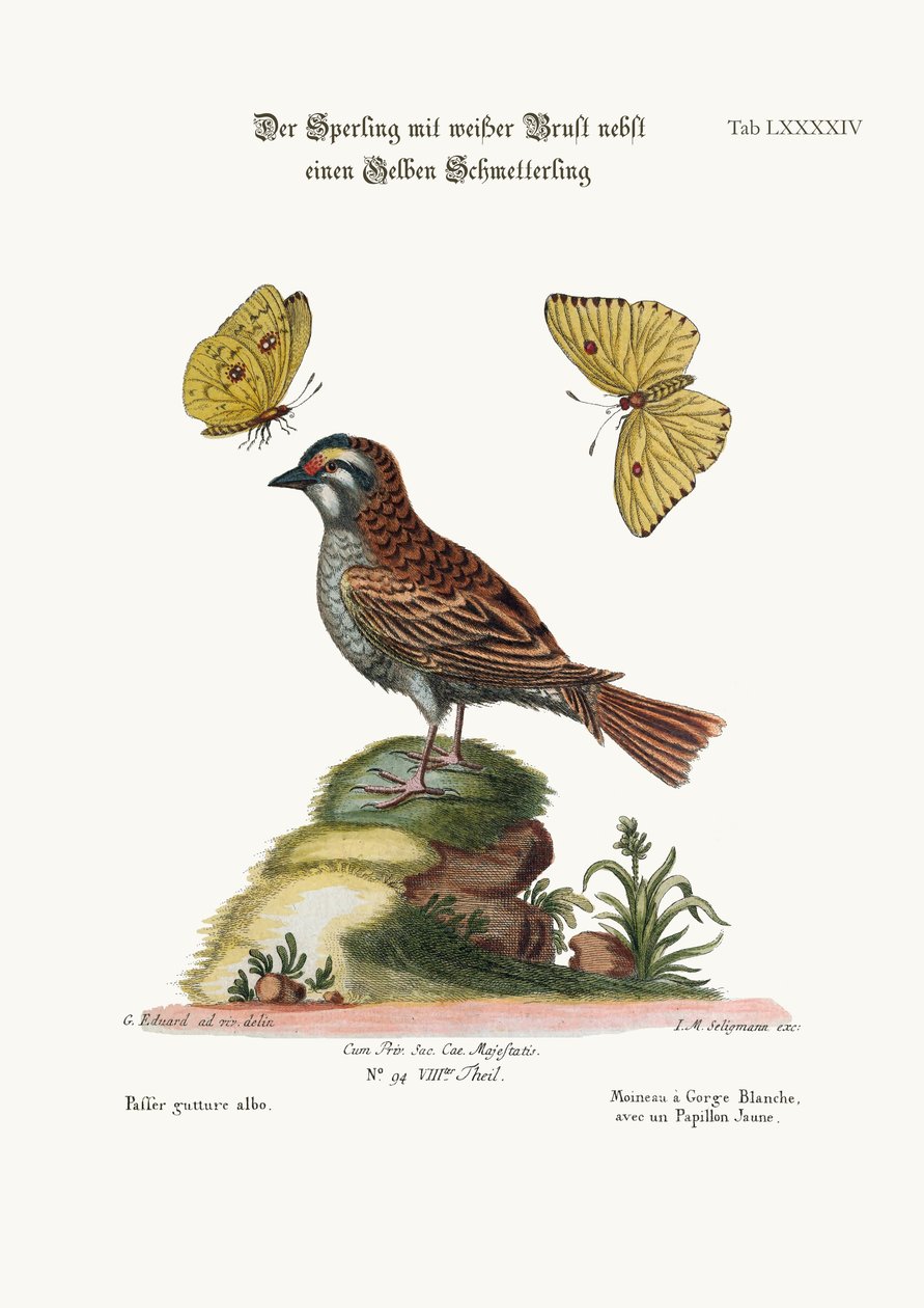 O pardal-de-garganta-branca e a borboleta amarela, 1749-73 de George Edwards