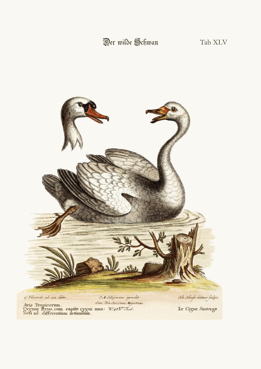 O Cisne Selvagem, 1749-73 de George Edwards
