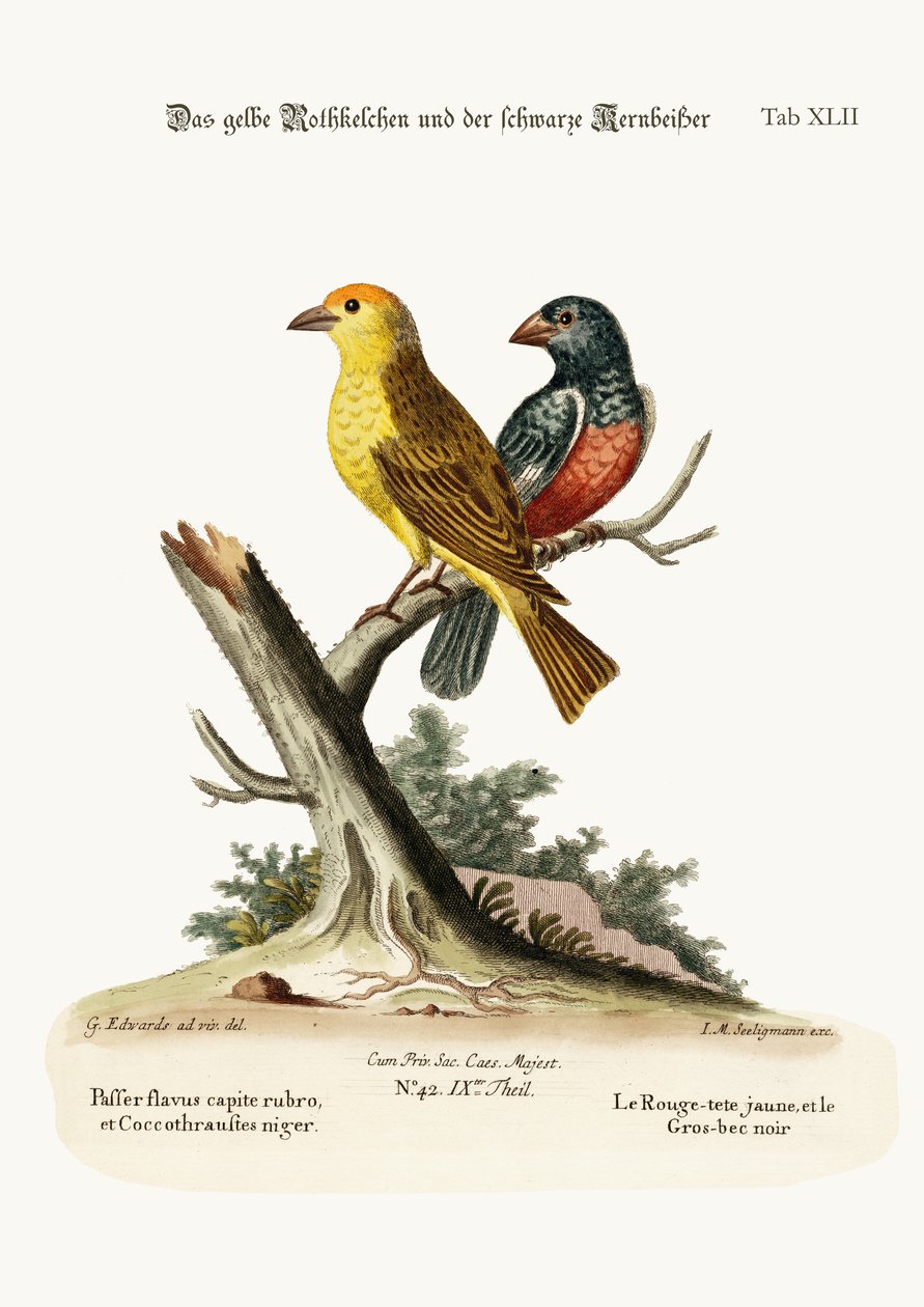 O Red-pole Amarelo, e o Gros-bico Preto, 1749-73 de George Edwards