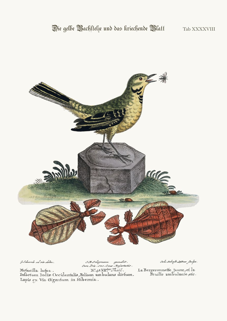 A Alvéola-d&39;água Amarela e a Folha Andante, 1749-73 de George Edwards