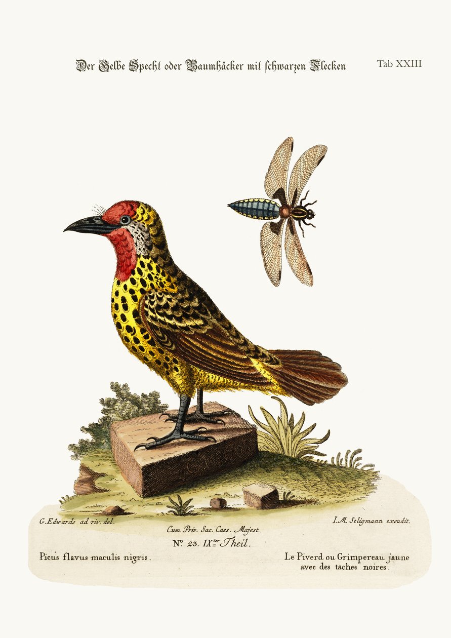 O pica-pau-amarelo com manchas pretas, 1749-73 de George Edwards