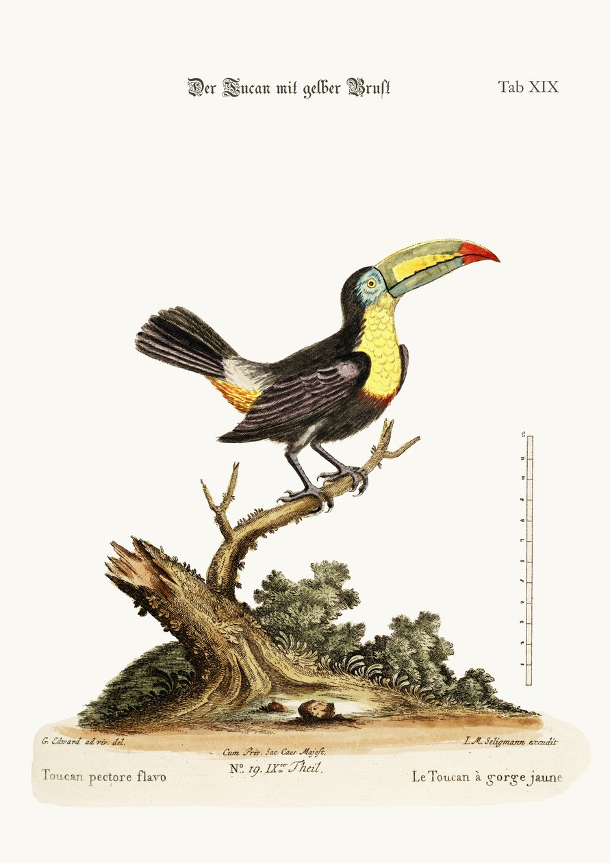 O Tucano Amarelo-breated, 1749-73 de George Edwards