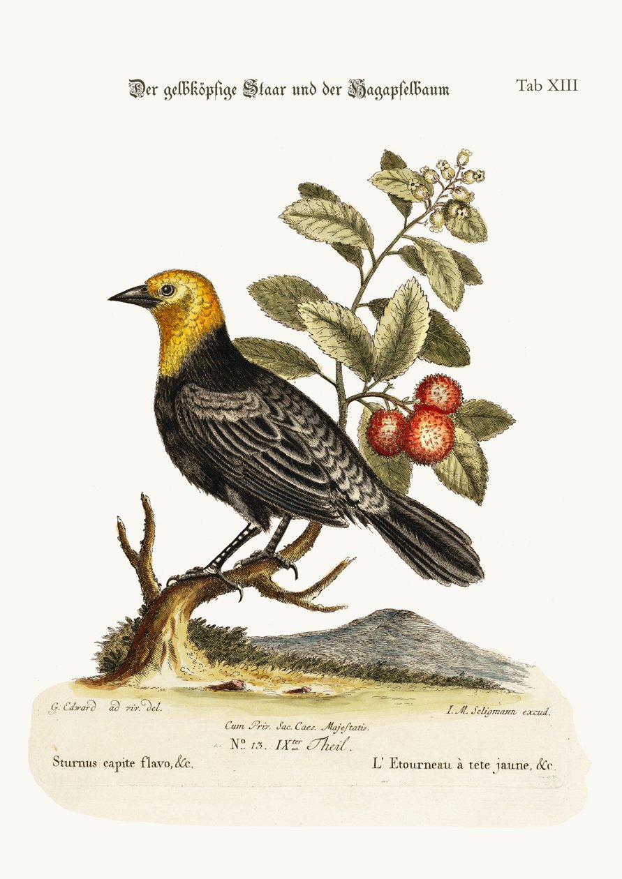 O Estorninho De Cabeça Amarela. O Arbutus ou Morango-Tree, 1749-73 de George Edwards