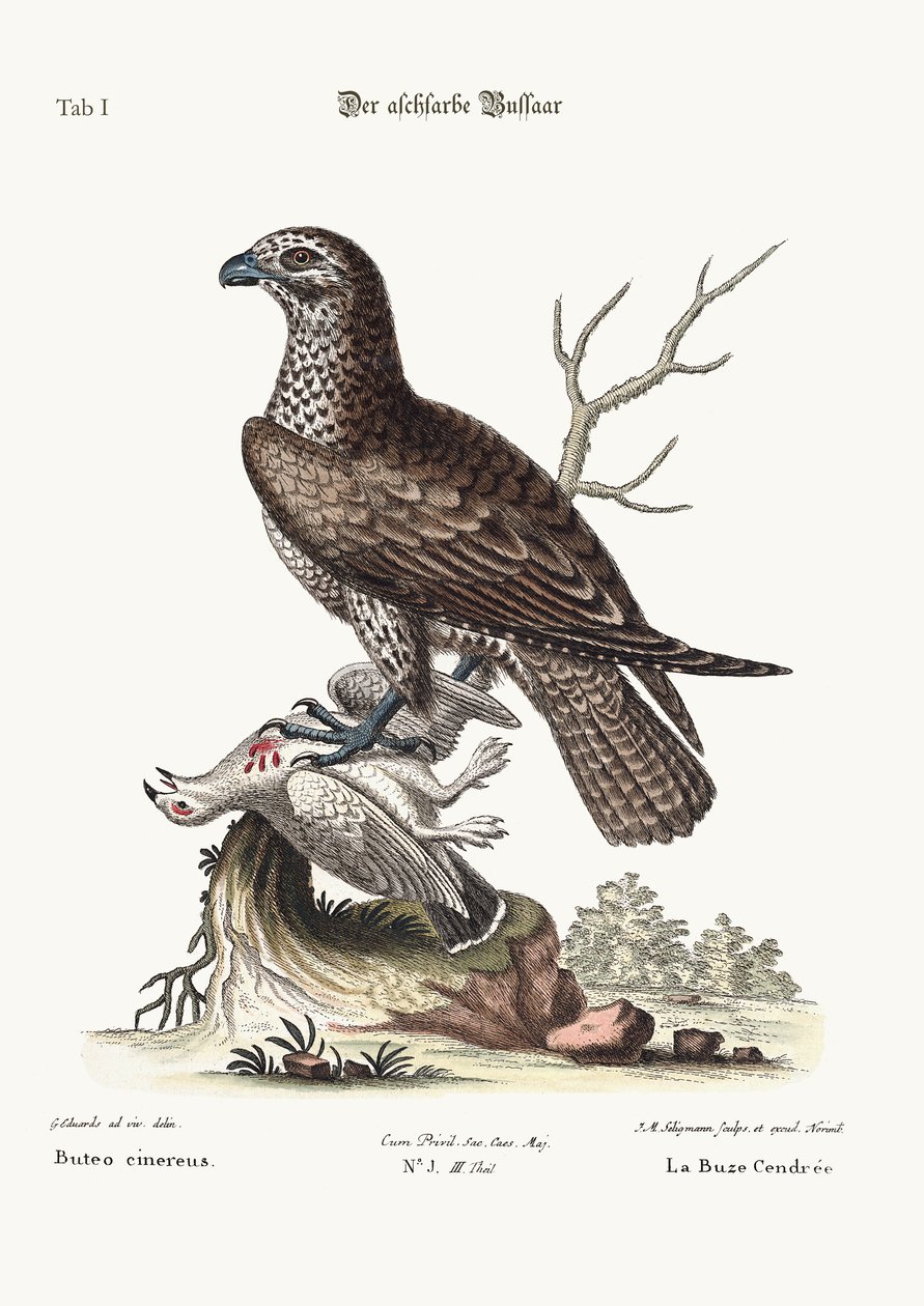 O Buzzard cor de cinza, 1749-73 de George Edwards