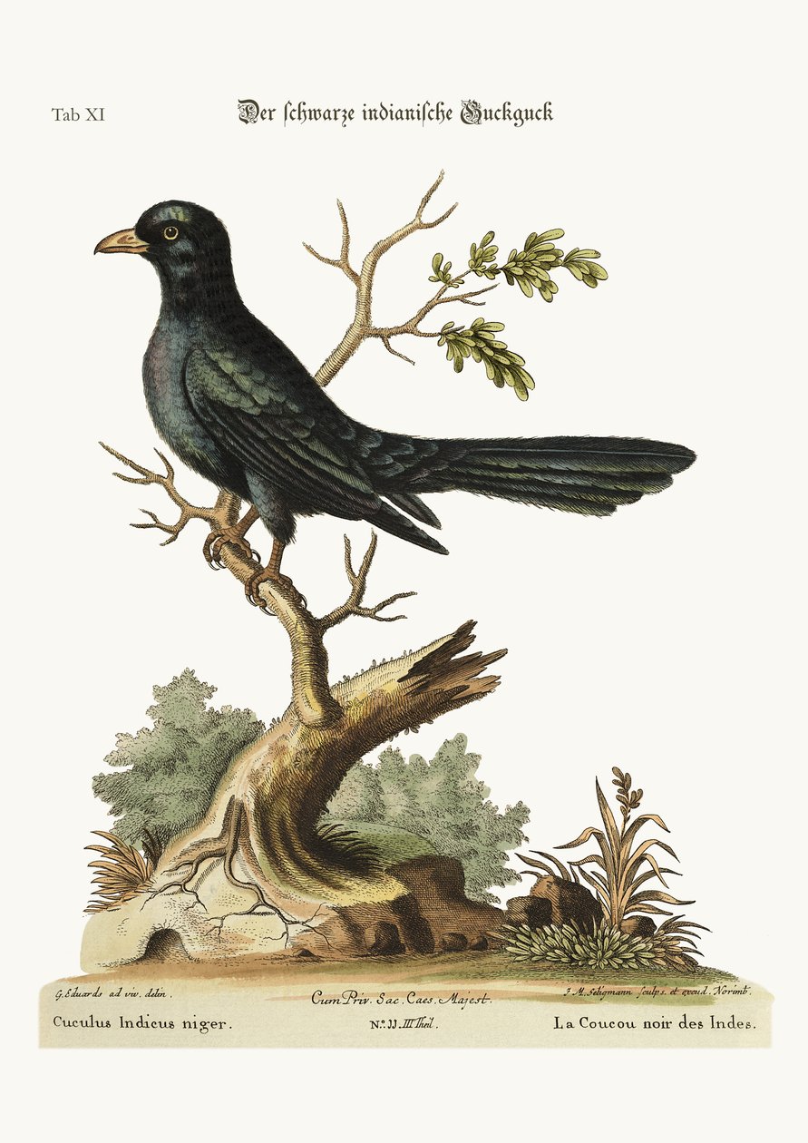 O cuco indiano negro, 1749-73 de George Edwards