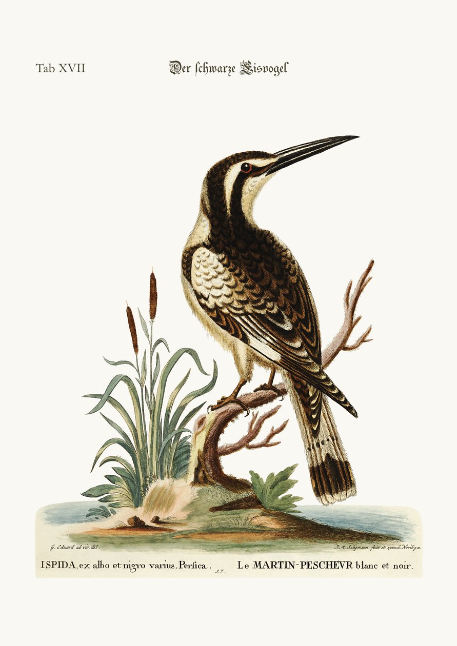 O preto e branco Kingfisher, 1749-73 de George Edwards