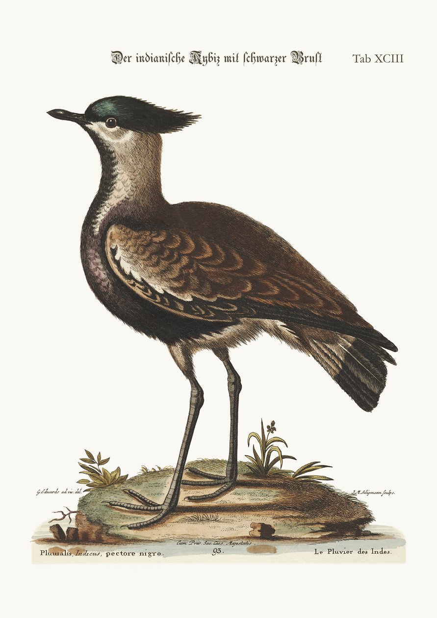 O tarambola indiano de peito preto, 1749-73 de George Edwards