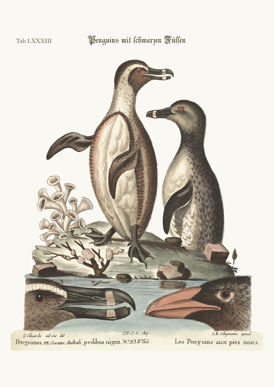 Os pinguins de patas negras, 1749-73 de George Edwards