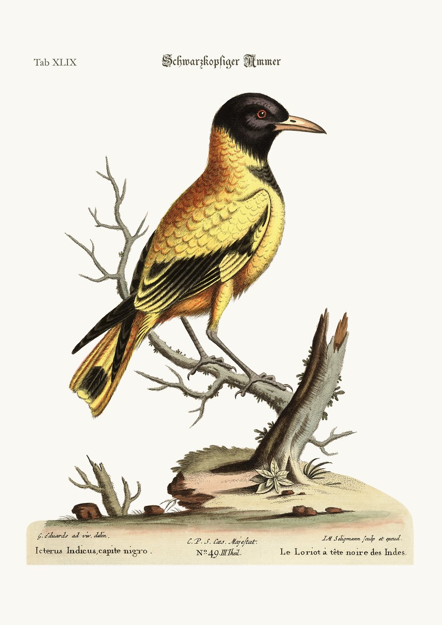 O índio negro Icterus, 1749-73 de George Edwards
