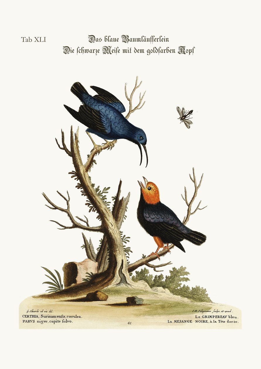 O Creeper azul. O teta-rato preto de cabeça dourada, 1749-73 de George Edwards
