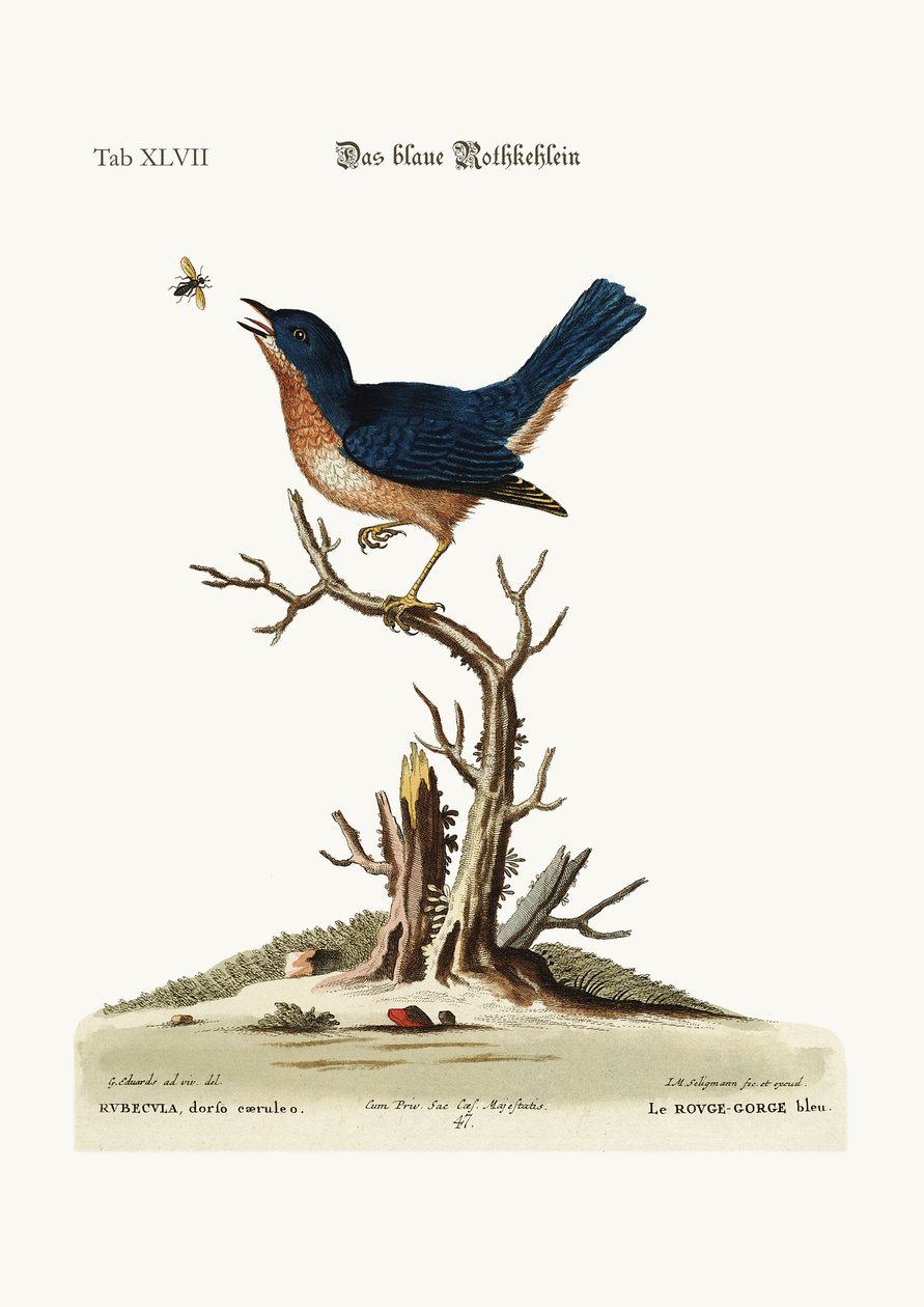 O vermelho-peito azul, 1749-73 de George Edwards