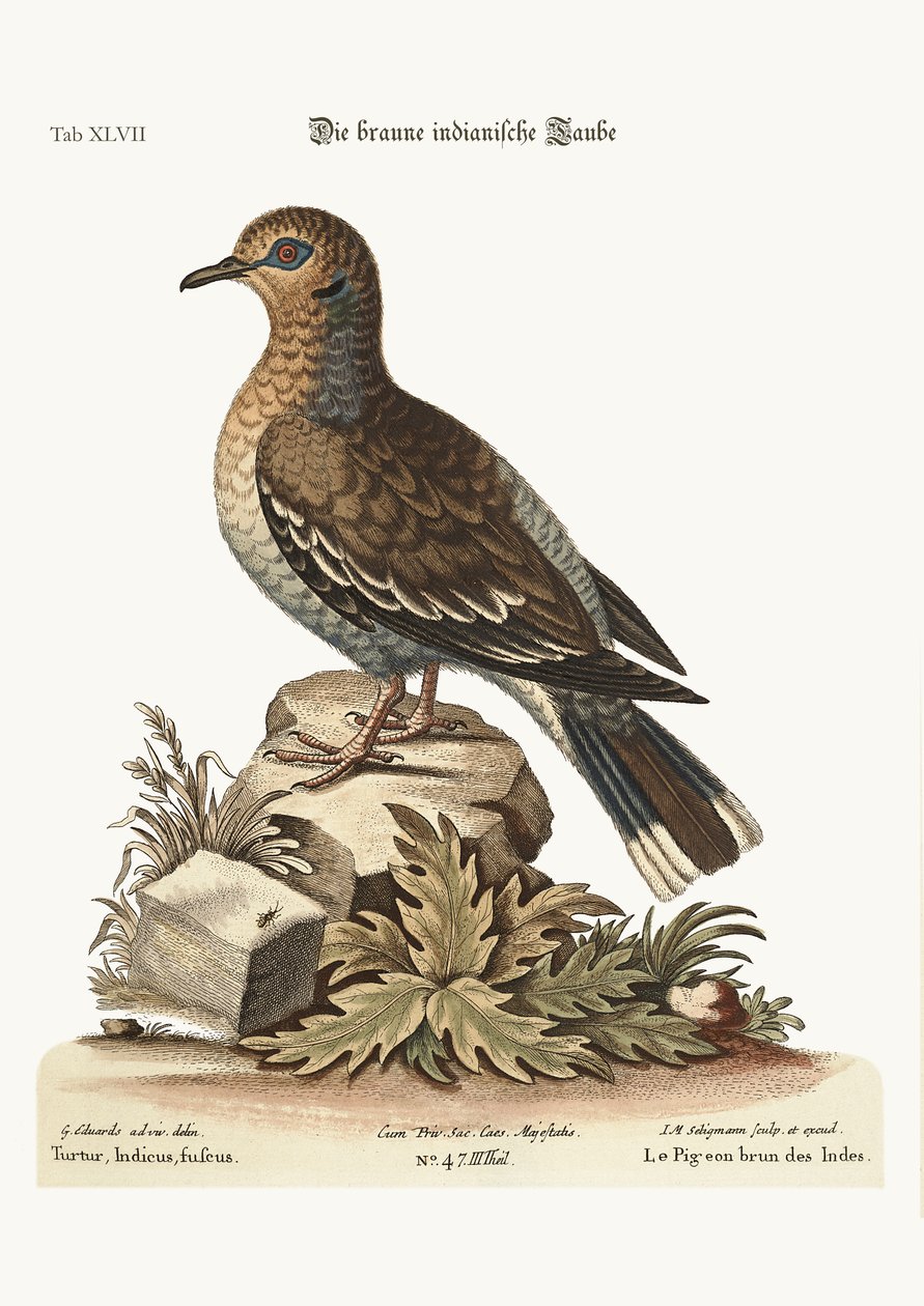 O pombo indiano marrom, 1749-73 de George Edwards