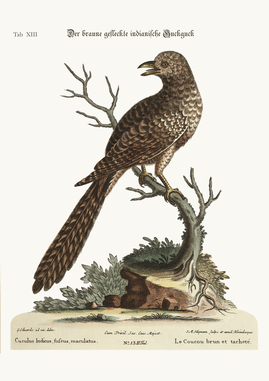 O marrom e manchado Cuckow indiano, 1749-73 de George Edwards
