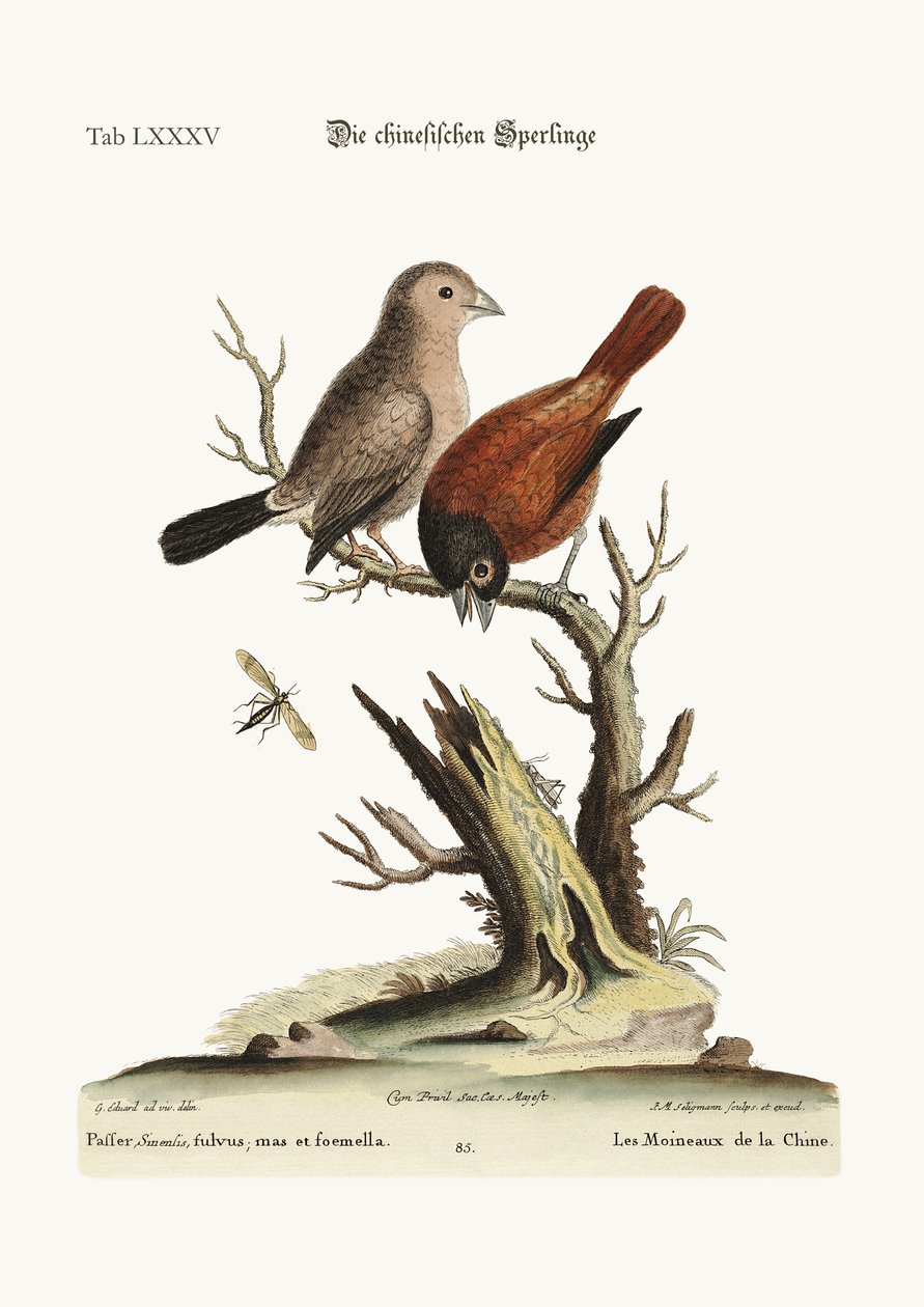 Os pardais chineses, 1749-73 de George Edwards