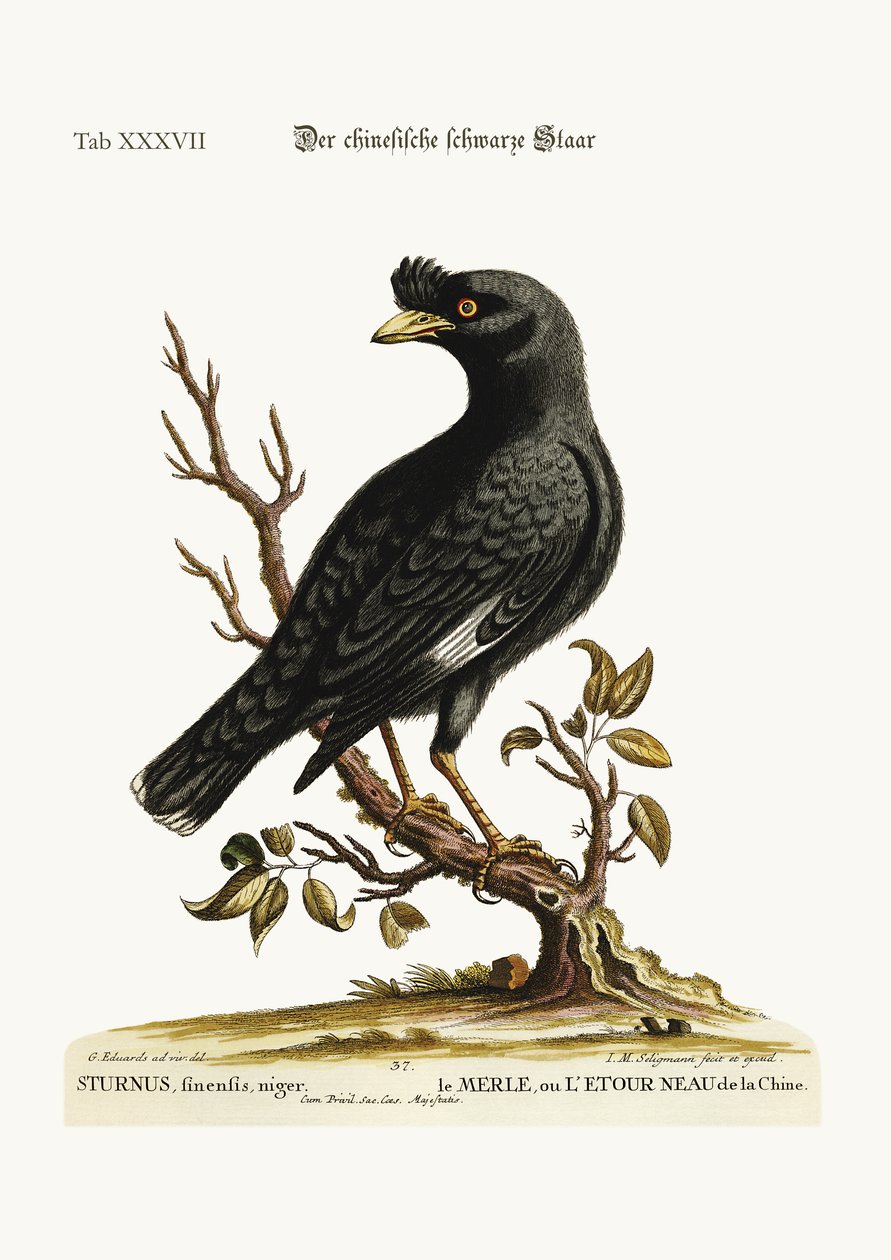 O chinês Starling ou Black-Bird, 1749-73 de George Edwards