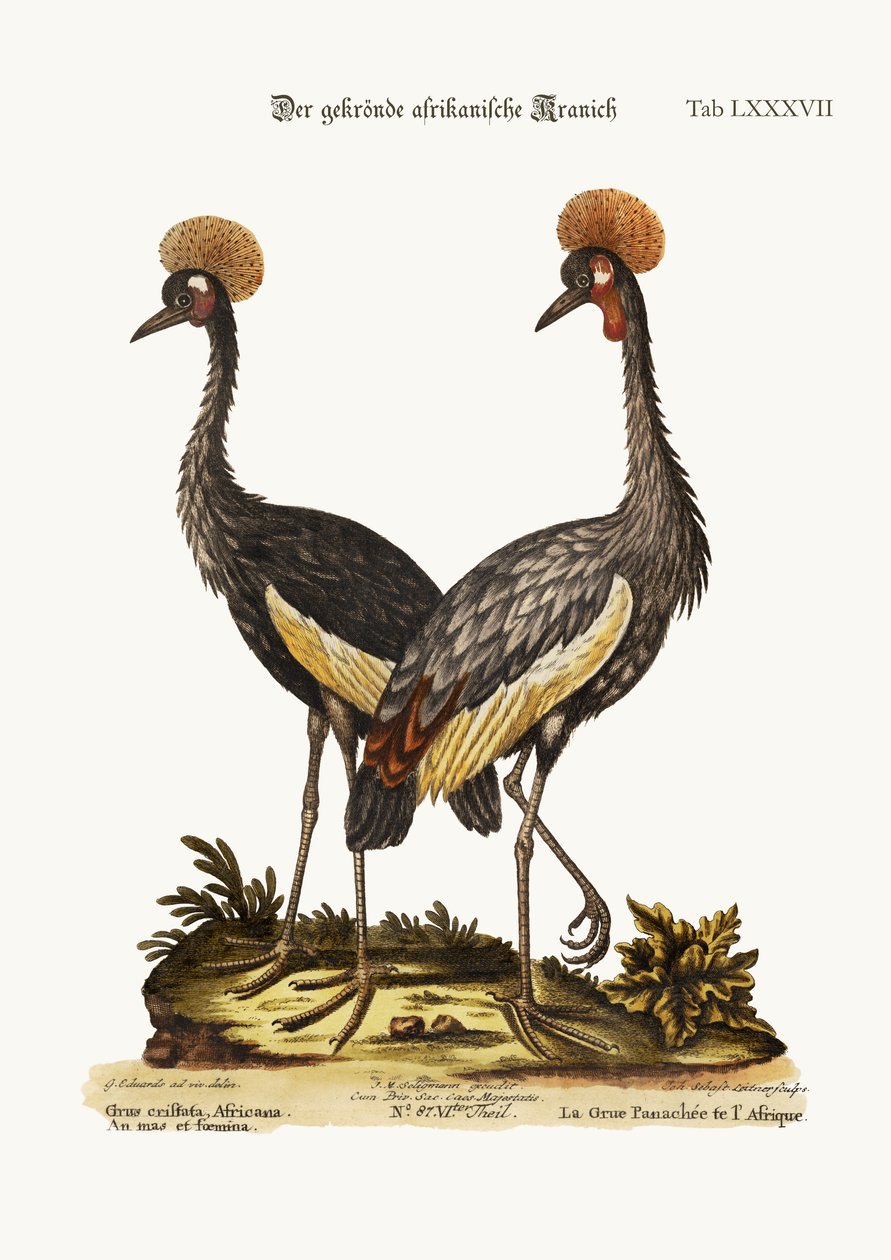 O guindaste africano coroado, 1749-73 de George Edwards