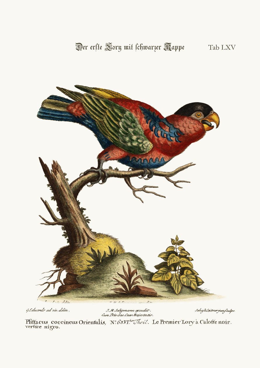 O primeiro Lory preto-tampado, 1749-73 de George Edwards
