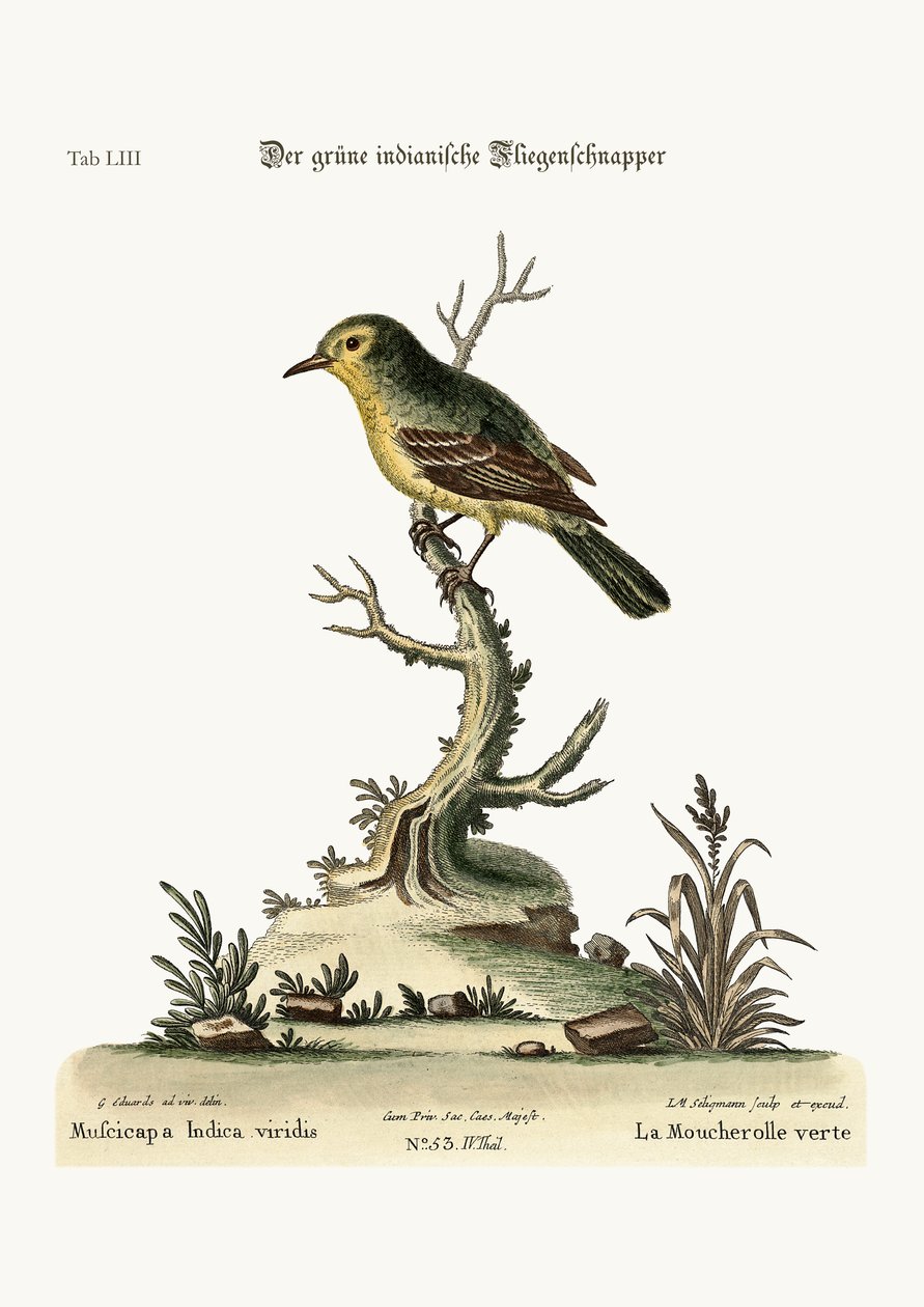O verde indiano Flycatcher, 1749-73 de George Edwards