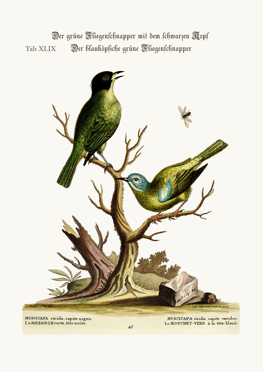 O Flycatcher verde-preto da tampa. O Flycatcher verde de cabeça azul, 1749-73 de George Edwards