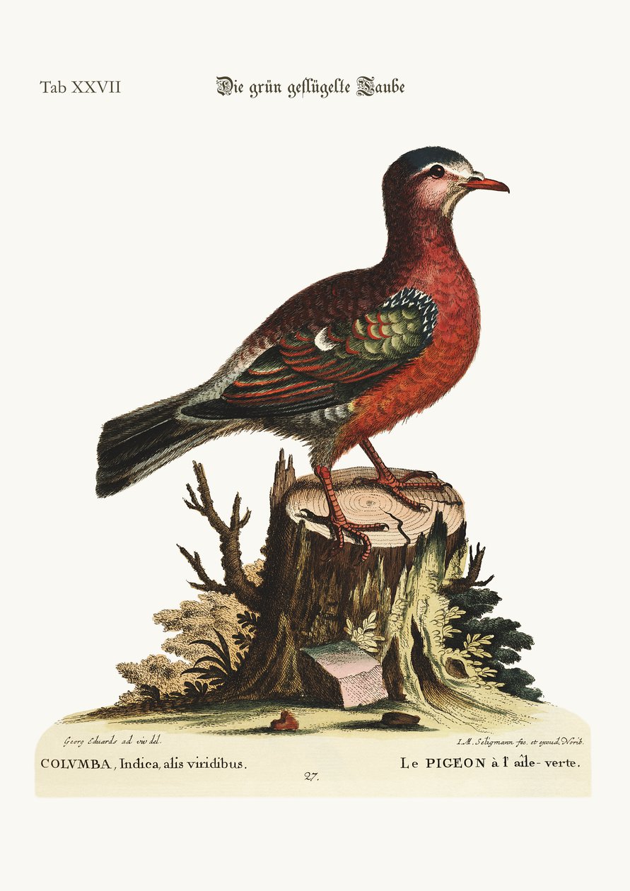 A Pomba de asas verdes, 1749-73 de George Edwards